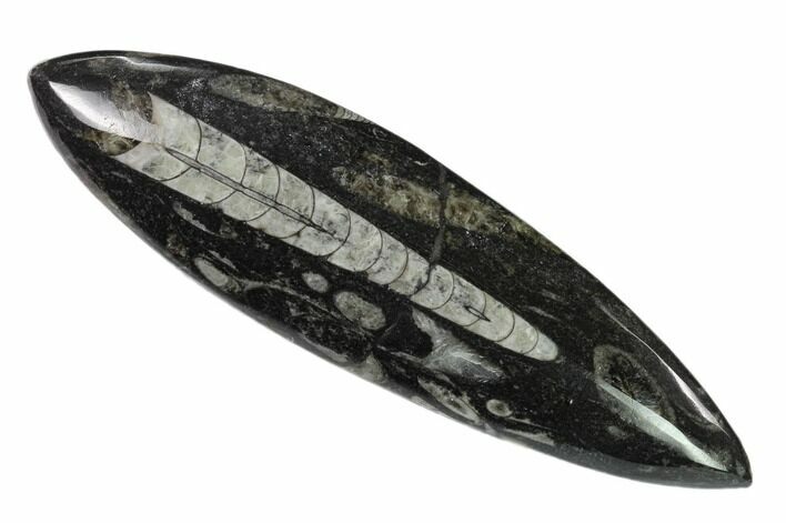 Polished Fossil Orthoceras (Cephalopod) - Morocco #138419